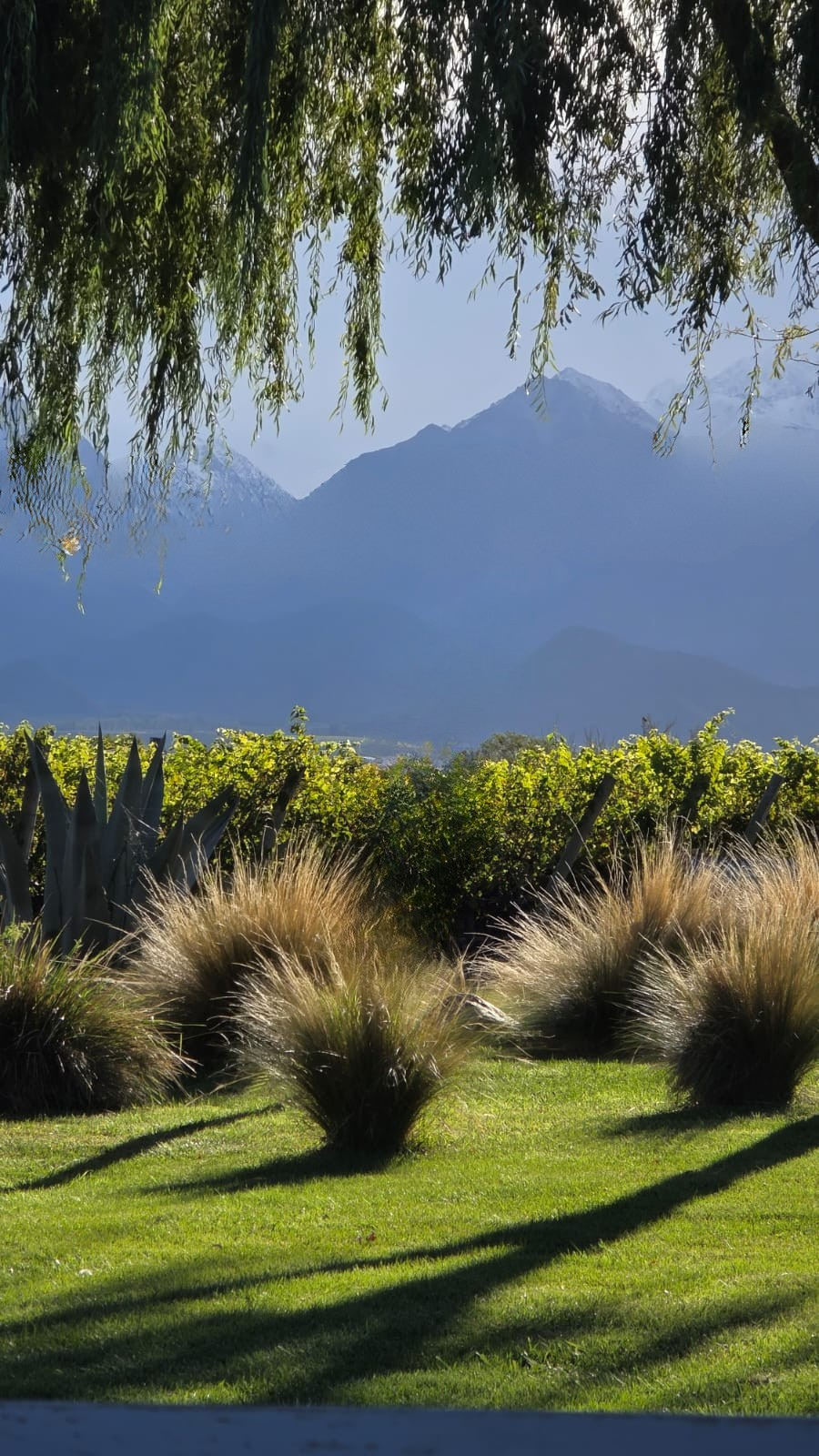 Viñedos y Cordillera de los Andes, Mendoza