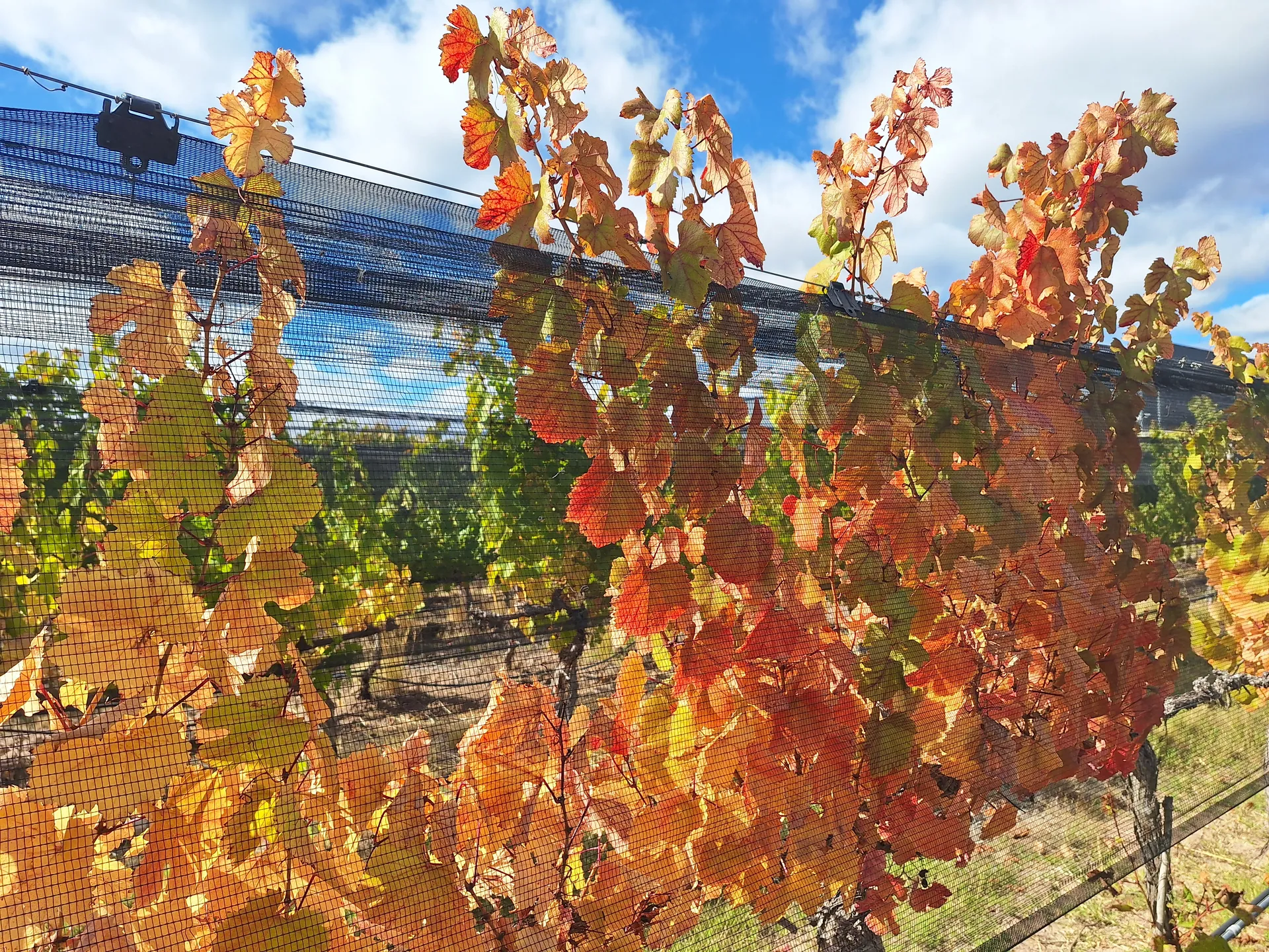 Otoño y vendimia en Mendoza