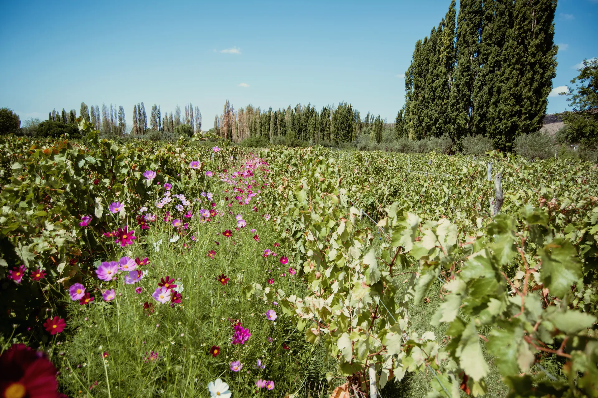 Primavera en los viñedos de Mendoza