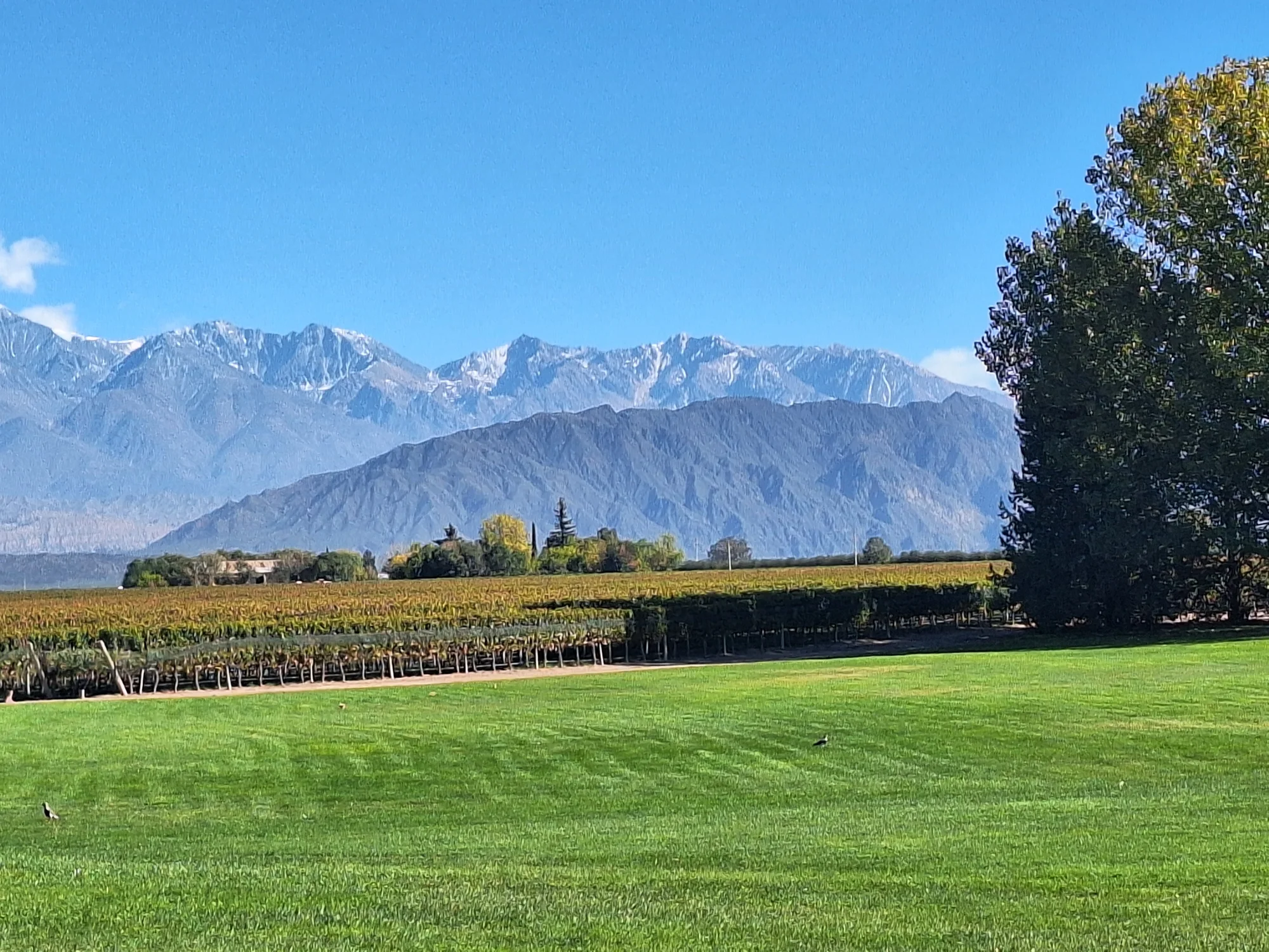 Cordillera nevada sobre los viñedos del Valle de Uco