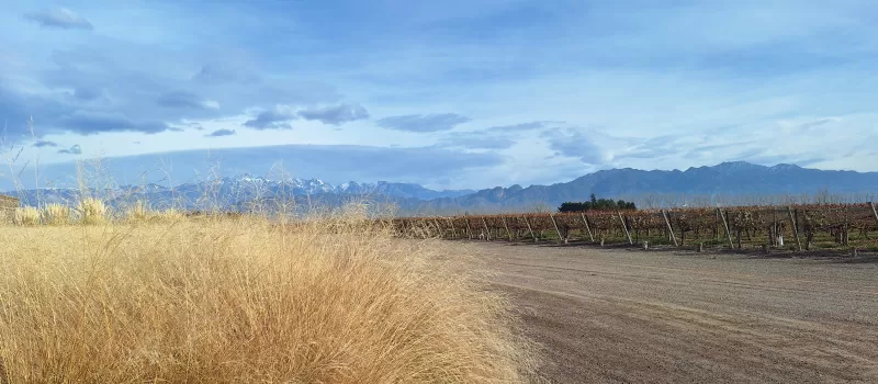 Coirones Otoño