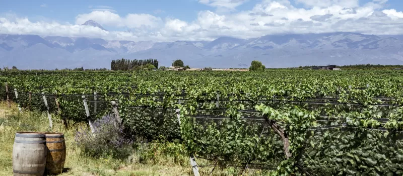 Viñedos