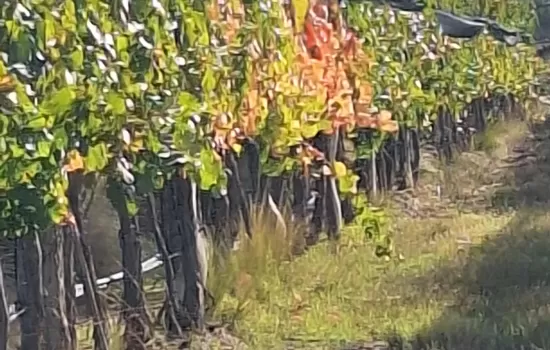 Winery Pic Nic
