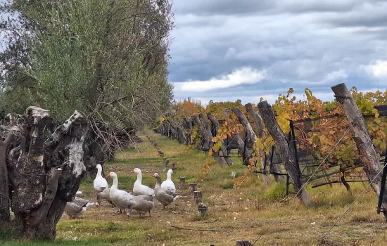 Green Tour, Organic Wines