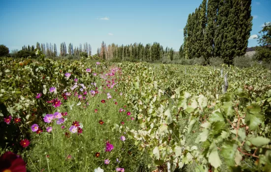 Green Tour, Organic Wines